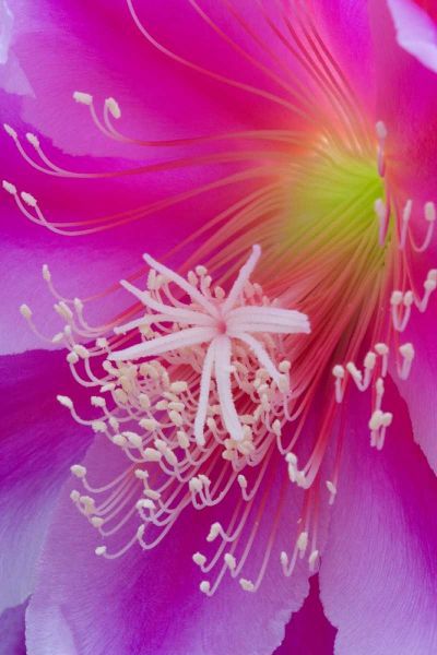 Orchid cactus flower, Epiphyllum ackermannii